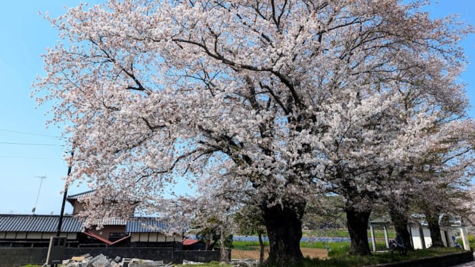 散り際の桜。