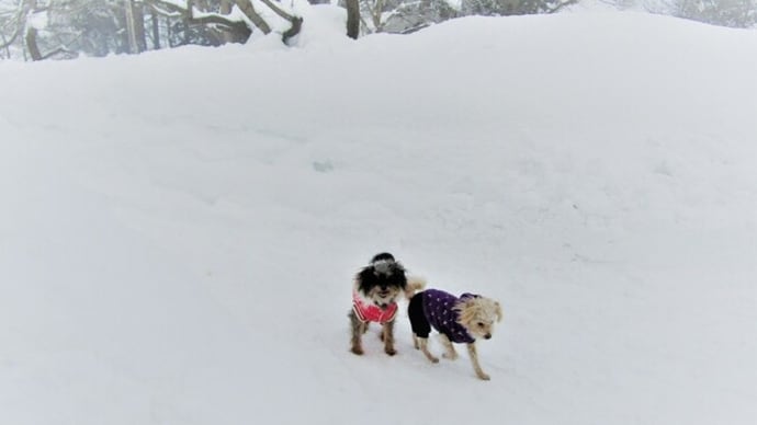 雪に埋もれた木戸五郎兵衛村