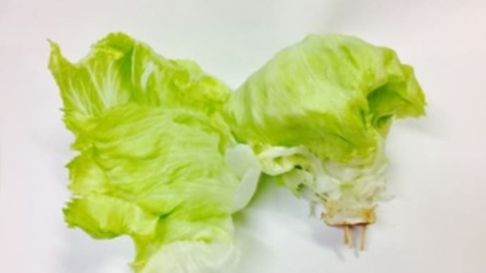 食べる事は苦行だ