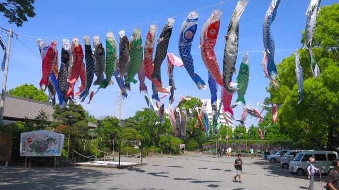 境川水辺フジロード巡り~白旗神社・新林公園・長久保公園