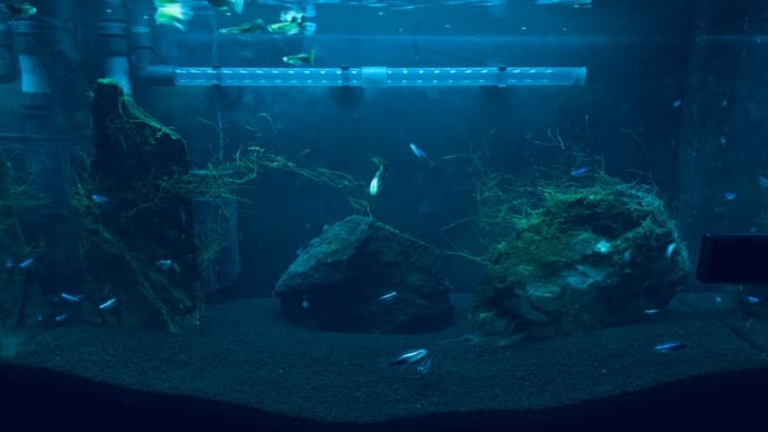 熱帯魚水槽その後