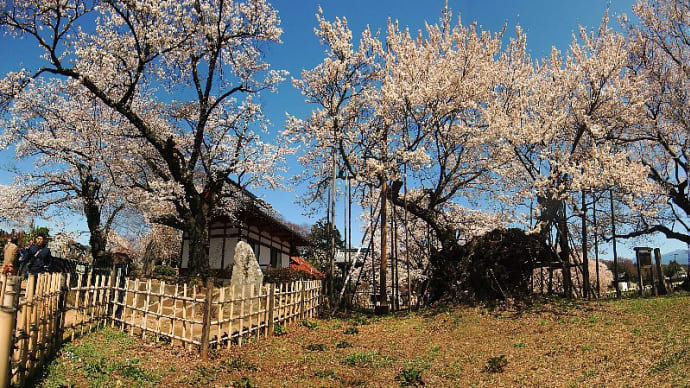 4/09 神代桜(2000年桜) 富士山と桃と桜 (山梨)