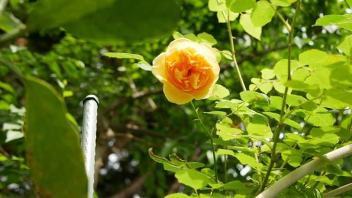 25日の残りのバラたち