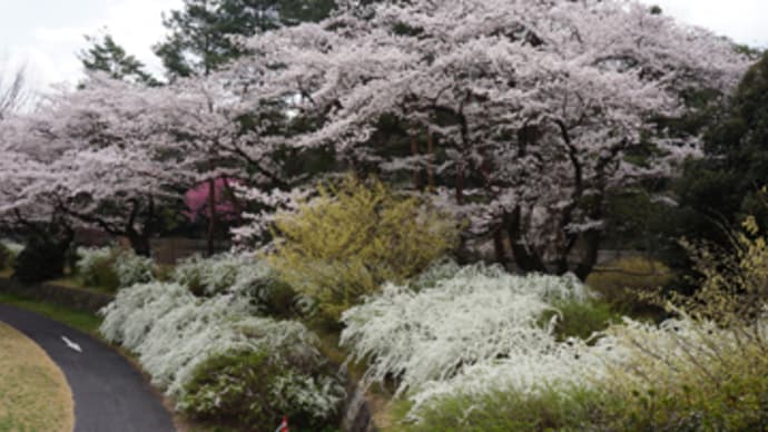 春の昭和記念公園2015