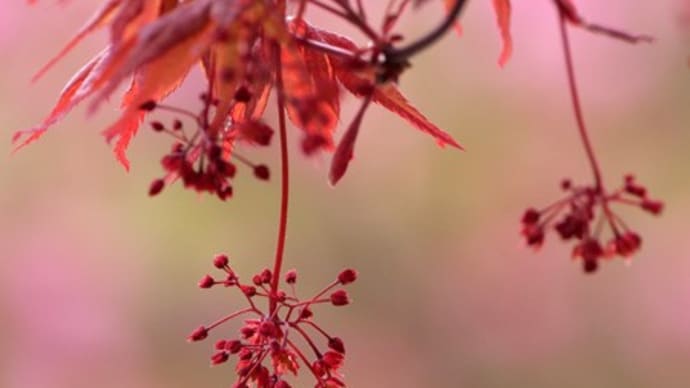 紅葉と牡丹の花