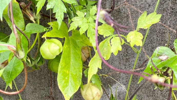 雨に咲く花