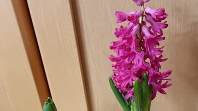 ヒヤシンスの花