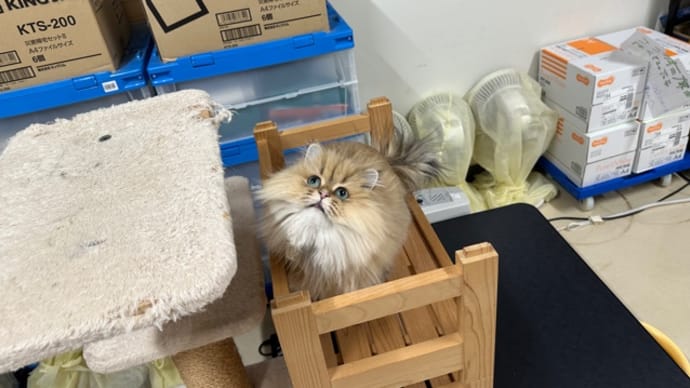 きょうのメルロー
