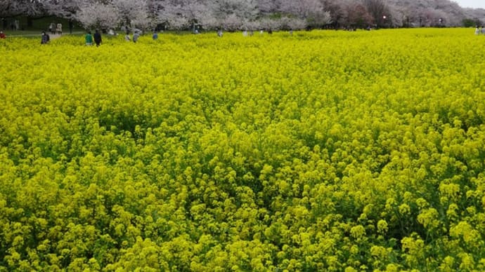 ピンクと黄色(幸手の桜その1)