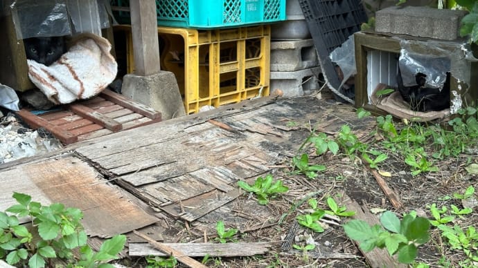 今朝の黒猫ダブル