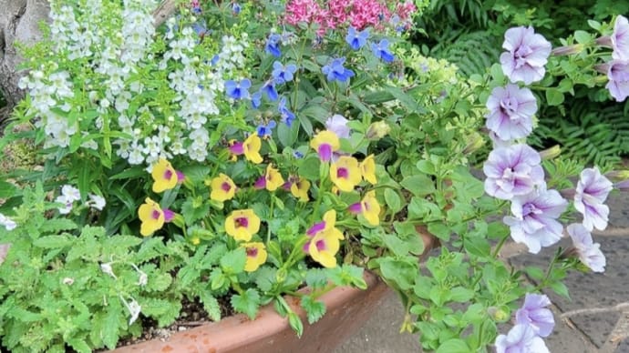 バラ後のローズガーデンが素敵🌼