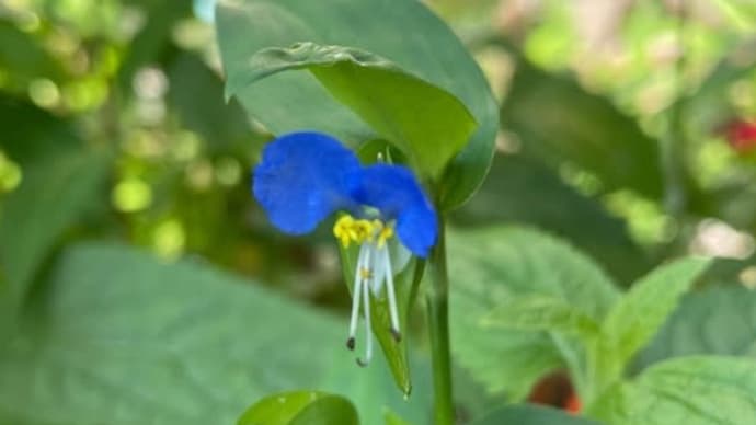 2021/07/27 紫露草の続き🌱