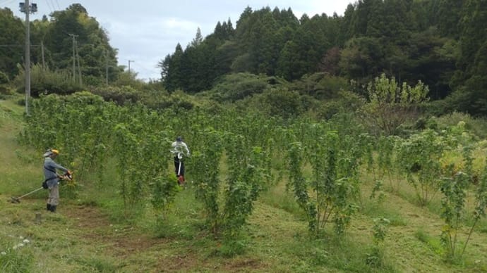 遠野和紙・楮保存会の畑作業に参加