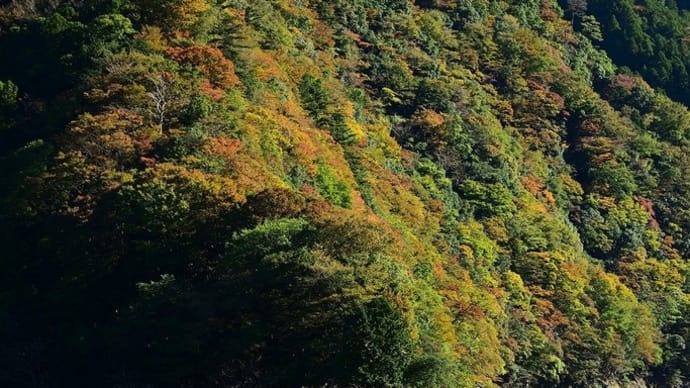 上北山村の紅葉