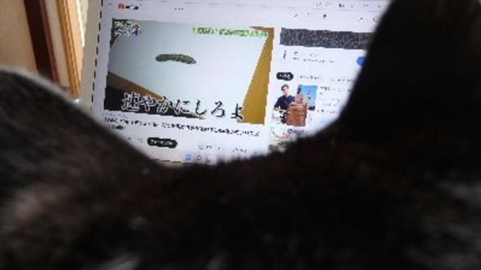 猫とYouTubeを見る。