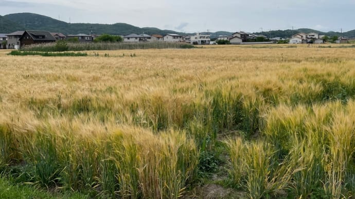 麦畑