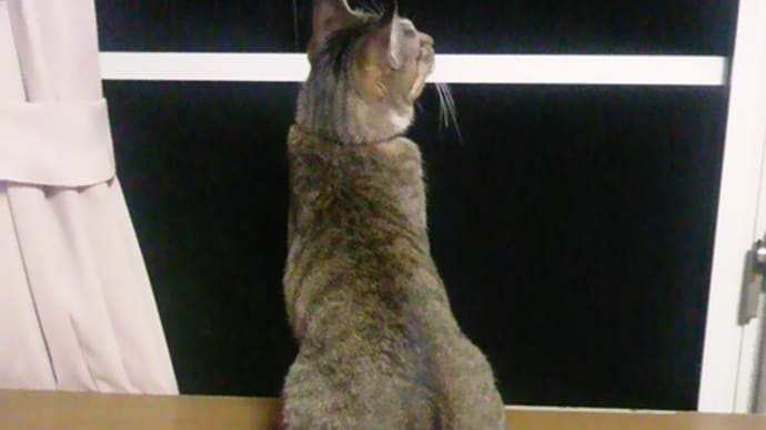 夕涼み