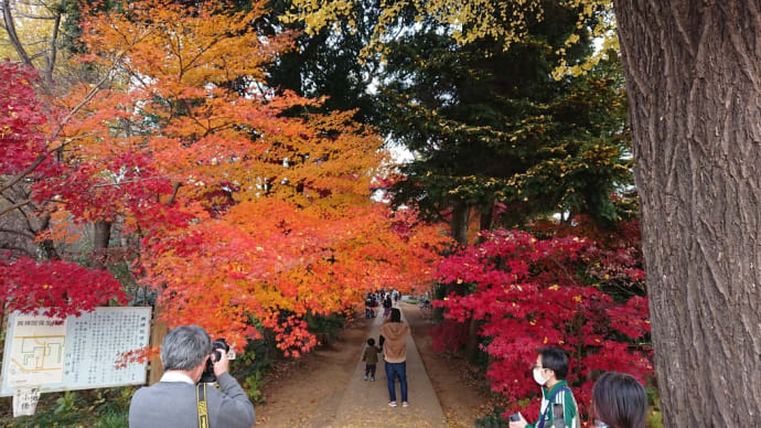 師走の紅葉