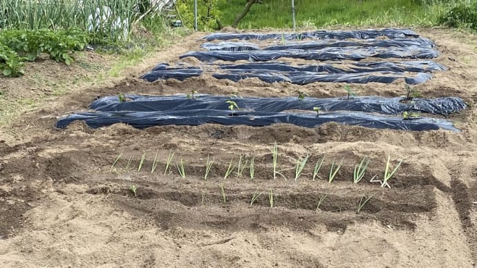 ４月 畑にジャガイモ、夏野菜植え付け