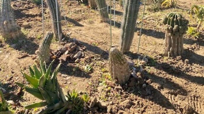 団地の真ん中の「メキシコ」