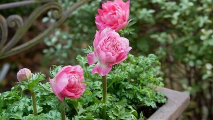ミント類の植え替え開始!