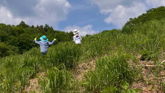 ちびっ子山菜狩り