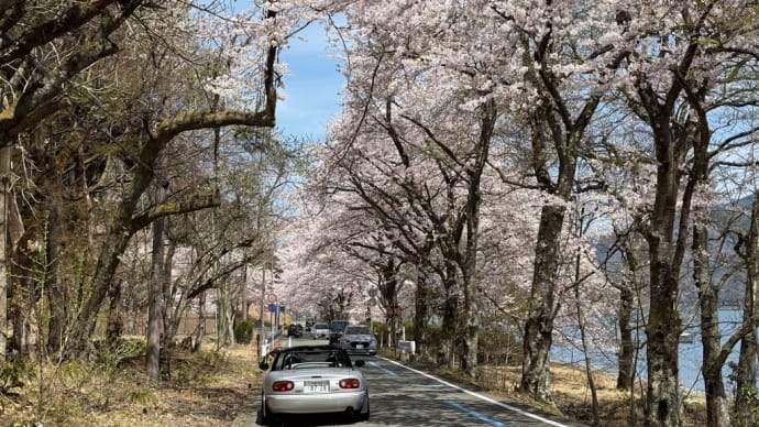 海津大崎の桜🌸