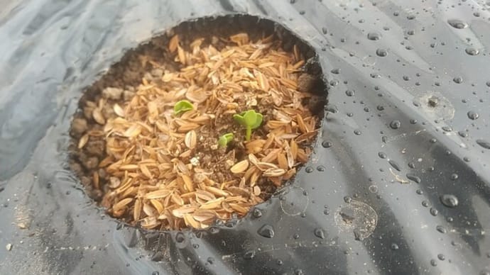 ダイコンとカブ発芽