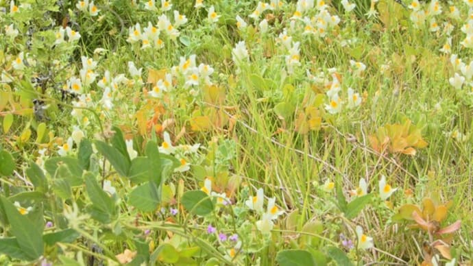 海岸で出会った植物 ウンラン(海蘭) ツルマメ