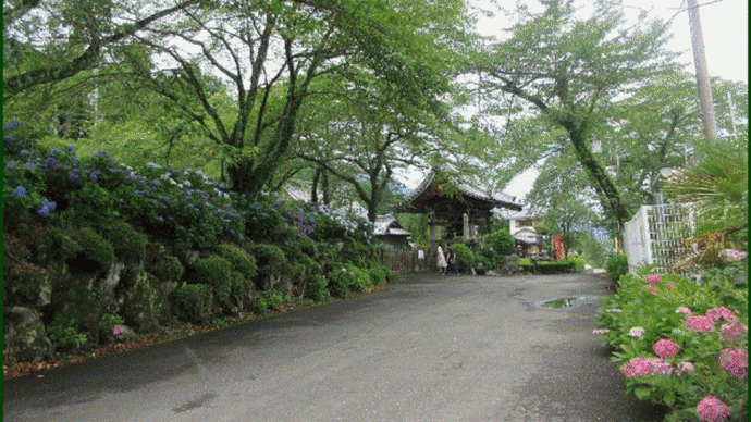 名残りの紫陽花を観に池田山山麓の紫陽花寺へ、6月27日に家族で訪れて・・・