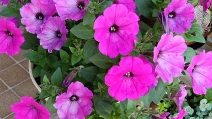種から育った、ペチュニア…いろんな色の花が咲き始めました~~!