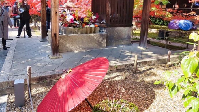 晩秋の東福寺塔頭 勝林寺&東福寺 2にゃんこ眠り猫