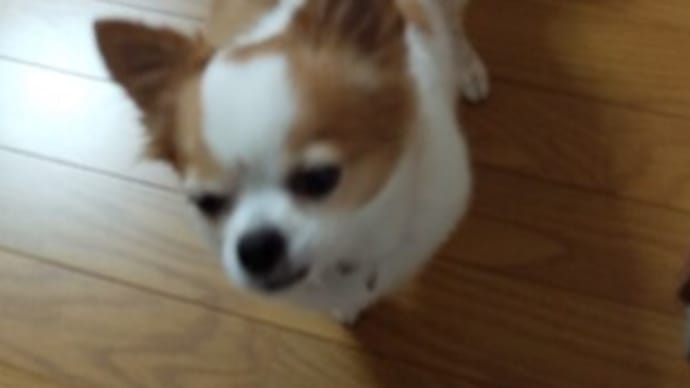 テレビっ子の私なんだけど