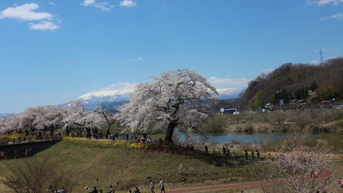 ソメイヨシノ 宮城県柴田郡柴田町(4)しばた千桜橋