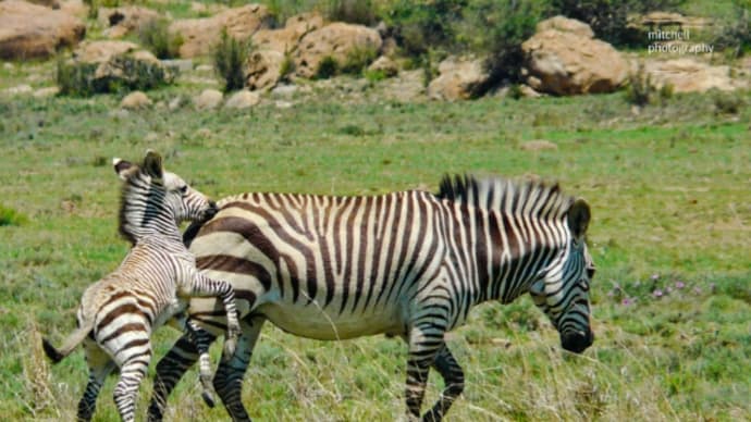 ハボロネ野生動物保護区Gaborone Game Reserve 