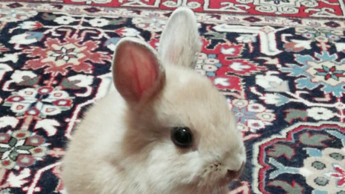 うさぎ学長!わちゃまる君!(その19)撮って欲しい、わちゃまる君