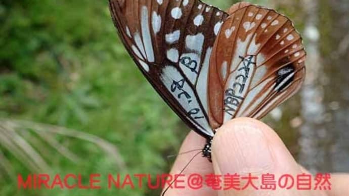 2020度アサギマダラ再捕獲情報 №1
