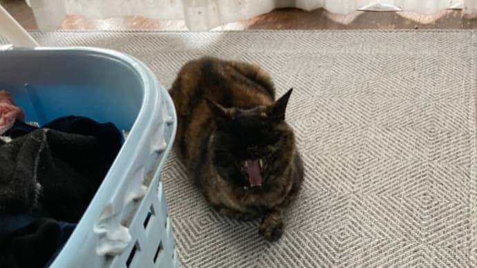 家猫作戦失敗?かしら