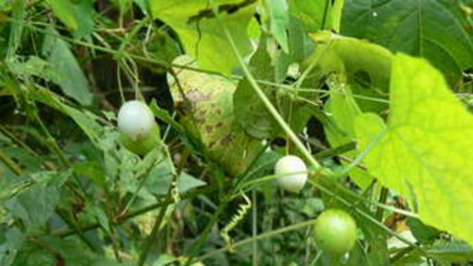 スズメウリ（雀瓜）の白い実