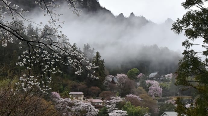 さくら写ん歩：妙義神社の枝垂れ桜
