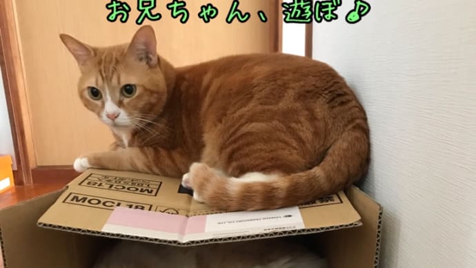 歩けなくなっても