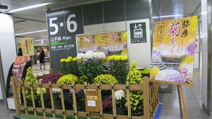 菊トピアリー