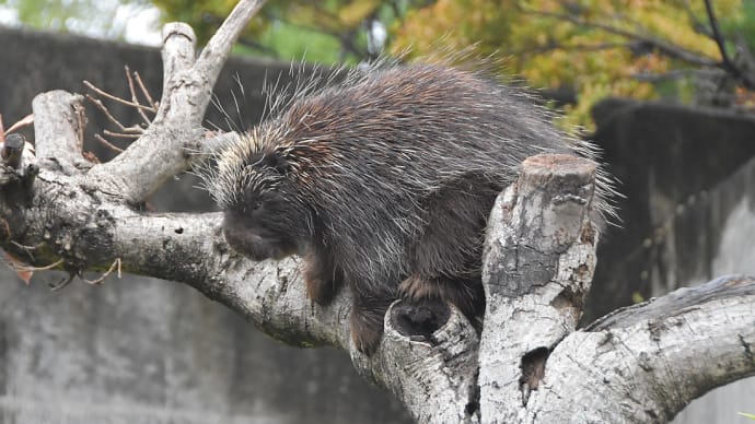 浜松動物園