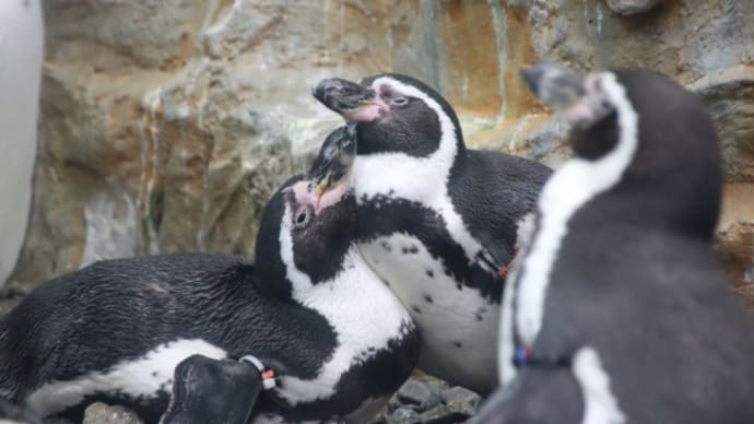 ペンギンのペア、それは疲れませんか?