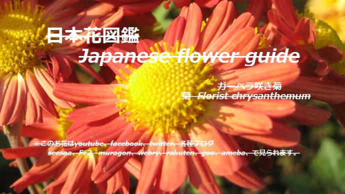 踊る太陽?!Dancing sun? !!