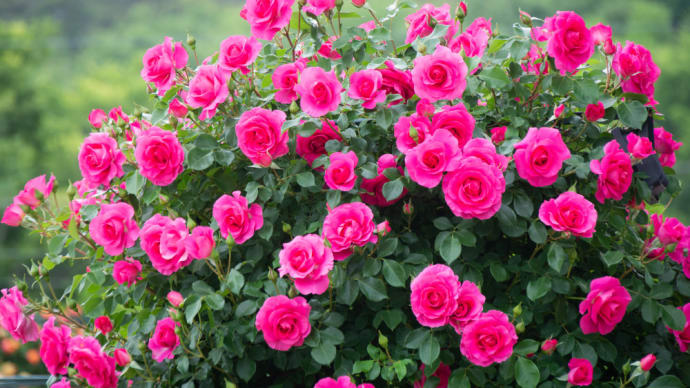 薔薇! その3