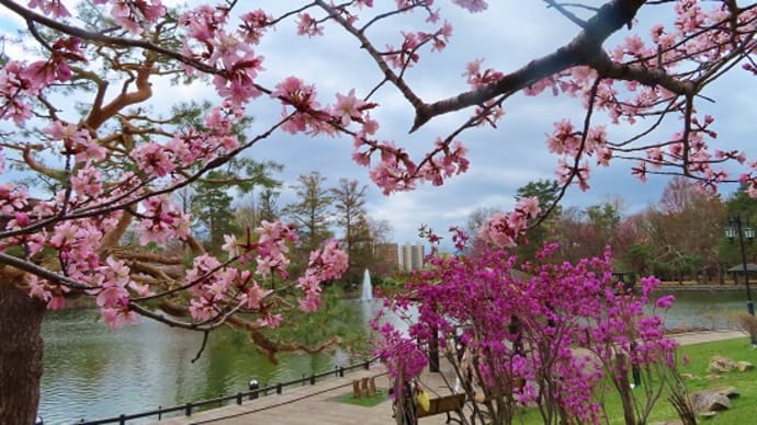 常磐公園神楽岡公園の桜&エゾリス🌸
