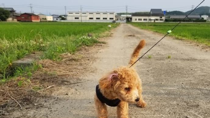 チロルパトロール開始!!v