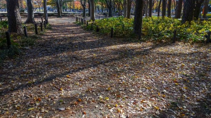 落ち葉真っ盛りの白川公園です。