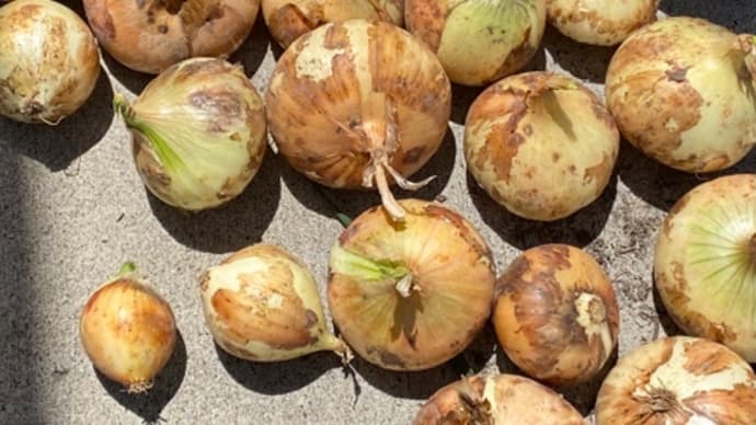 諦めて収穫 ダメだわ 夏野菜はどうかな